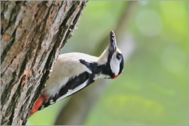 <p>STRAKAPOUD VELKÝ (Dendrocopos major) - /Great spotted woodpecker – Buntspecht/
</p>